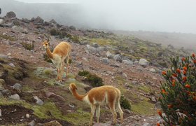 Vicuñas und Chuquiragua-Strauch auf dem Chimborazo in Ecuador