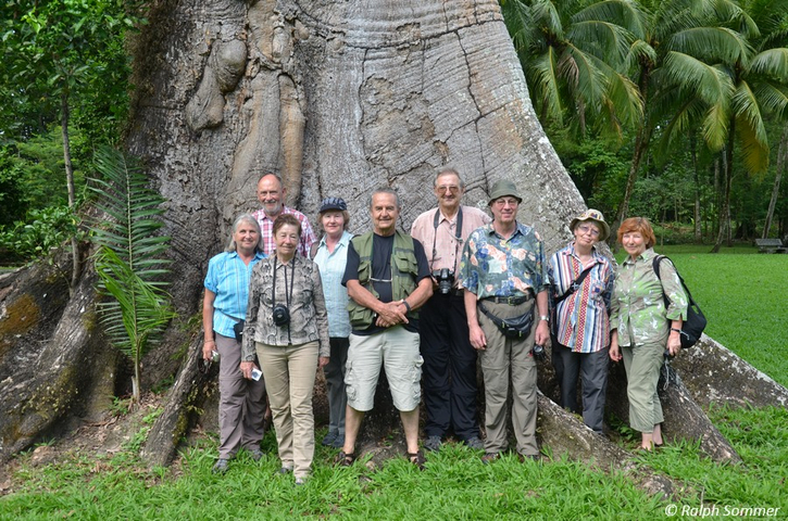 Ralph und Reisegruppe vor Kapokbaum (Ceiba pentandra)