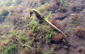 Seepferdchen bei Los Tuneles, Galapagos