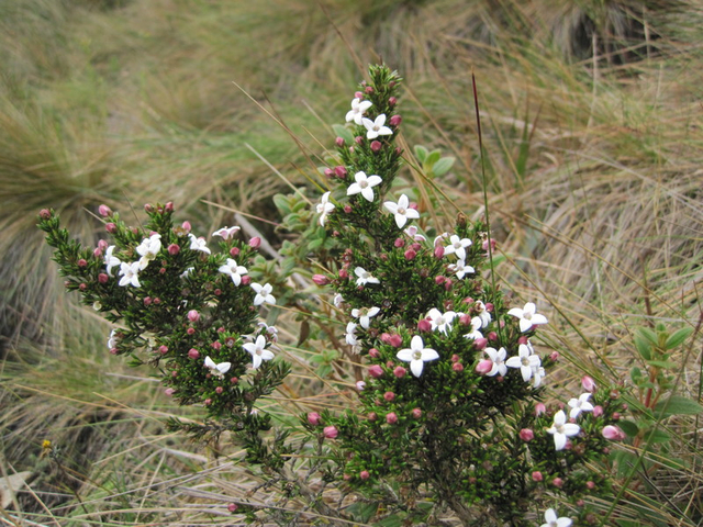 Asternbusch mit weißen Blüten