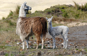 Lamas