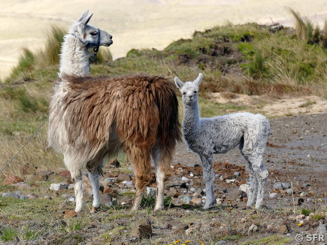 Lamas
