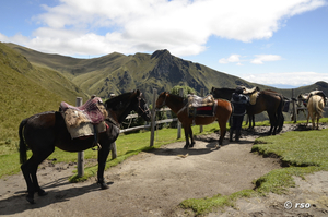 Pferde beim Vulkan Pichincha Ecuador