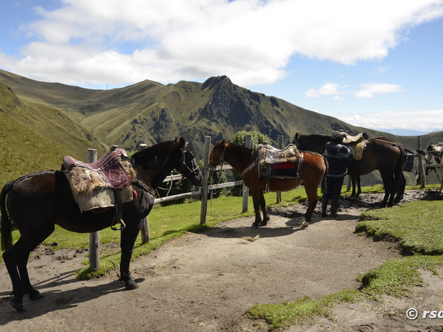 Pferde beim Vulkan Pichincha Ecuador