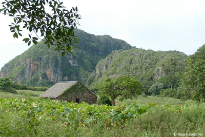 Feld mit Taropflanzen im Tal von Viñales 