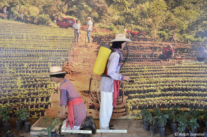 Schautafel zu Kaffeepflanzen in einem Freilichtmuseum in Antigua