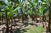 Bananenplantage in der Nähe der Mayastätte