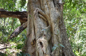 Würgefeigenbaum in Copán (Honduras)