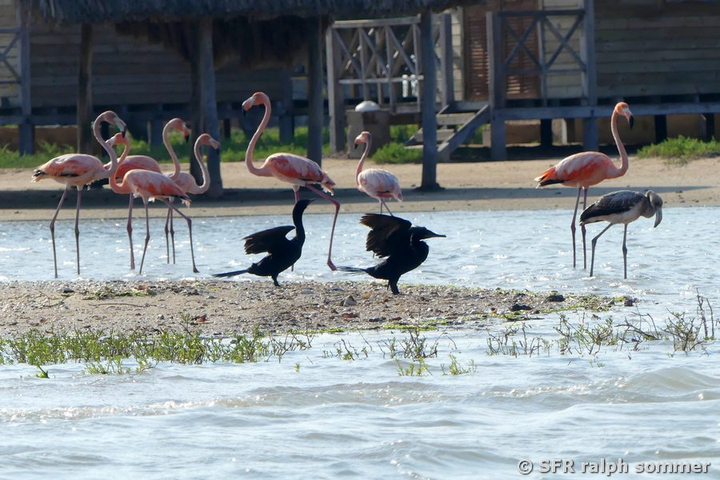 Flamingos und Kormorane