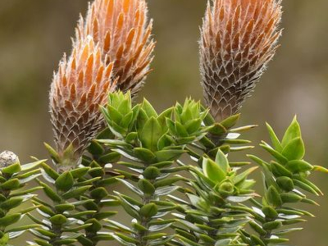 Flora am Cotopaxi