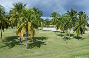 Kokospalmenhain im Badeort Varadero auf Kuba 