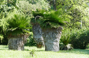 Washingtonia robusta petticoat Palme Botanischer Garten Cienfuegos