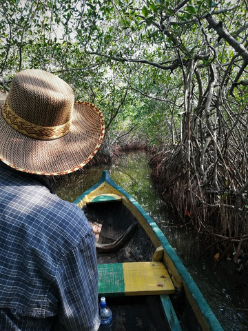 Mit dem Boot durch den Mangrovenwald