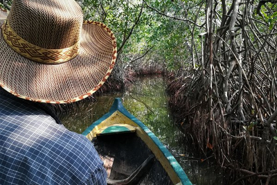 Mit dem Boot durch den Mangrovenwald