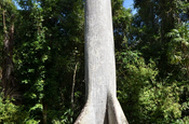 Stamm eines Kapokbaumes (Ceiba pentandra) in Tikal