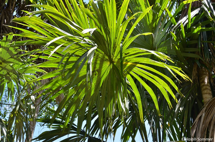 Palmenblätter im Urwald bei Tikal