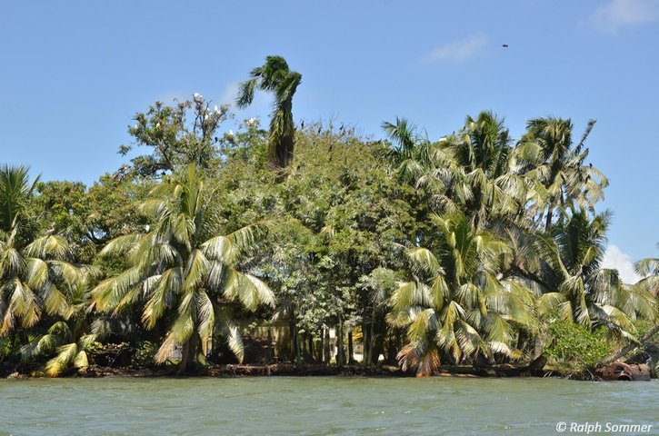 Palmen und Reiher am Río Dulce