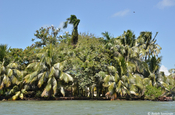 Palmen und Reiher am Río Dulce