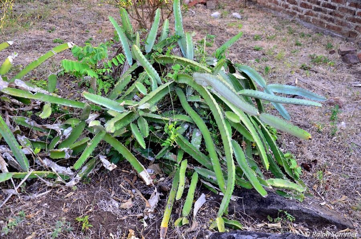 Pitahaya Kaktus auf Ometepe