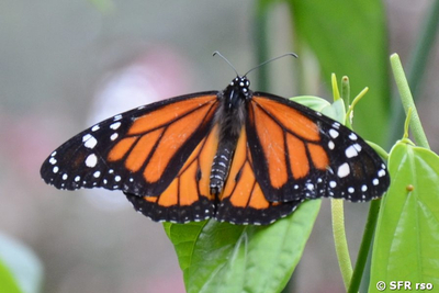 Monarch im Schmetterlingshaus