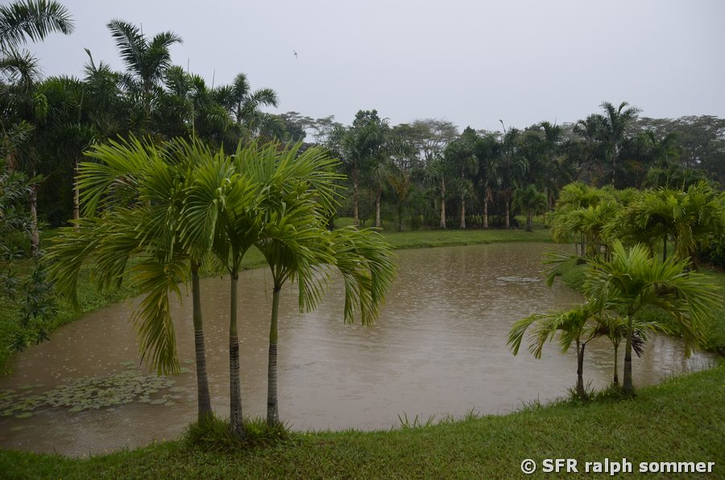 Lagune mit Palmen bei Villavicencio