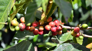 Kaffeekirschen in Antigua