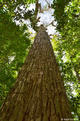 Baumriese Mahagoni (Swietenia macrophylla) in Tikal
