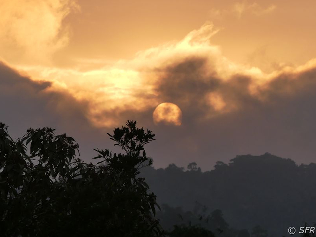 Sonnenaufgang im Bergnebelwald