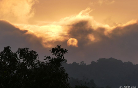 Sonnenaufgang im Bergnebelwald