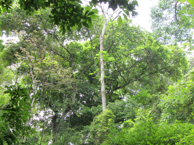 Blick in den Urwald