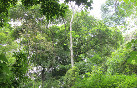 Blick in den Urwald