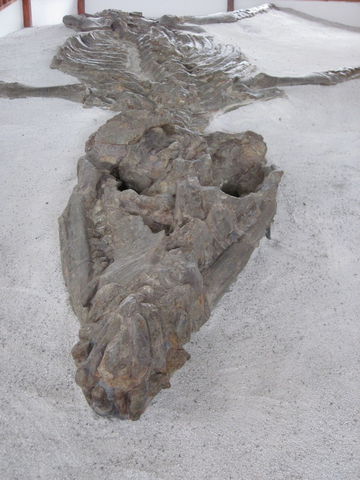 Ichthyosaurier Fossil