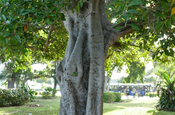 Ficusbaum 