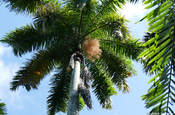 Königspalme auf der Insel Kuba