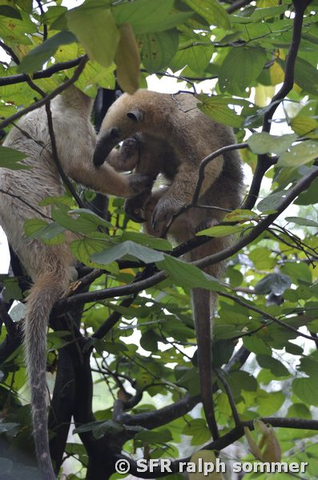 Ameisenbär (Tamanduas) auf einem Baum