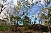 Trockenwald auf Ometepe
