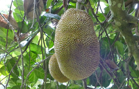 Jackfruchtbaum-Artocarpus heterophyllus