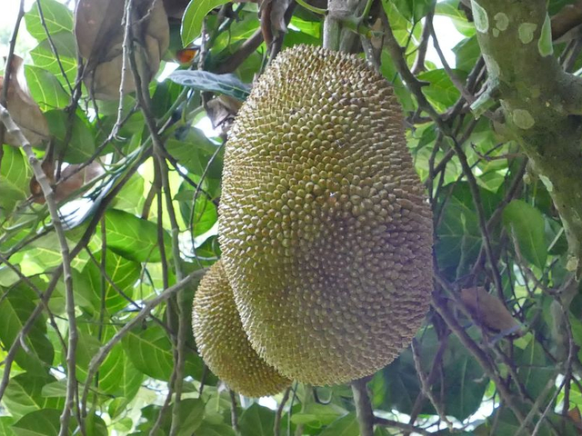 Jackfruchtbaum-Artocarpus heterophyllus