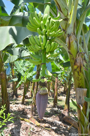 Bananenstaude bei Quirguá