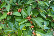 Ficus mit Früchten