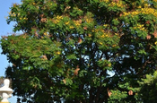 Akazienbaum León