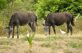 Maulesel