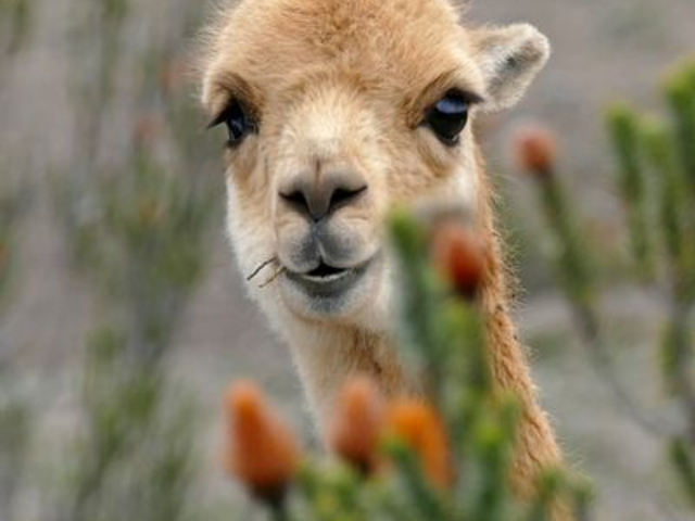 Vicuña am Chimborazo