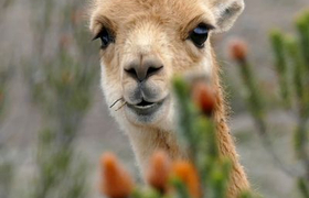 Vicuña am Chimborazo