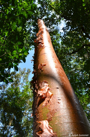 Stamm des Weißgummibaumes (Bursera simaruba) am Weg nach Río Dulce