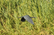 Blaureiher im Flug im Naturschutzgebiet in Monterrico