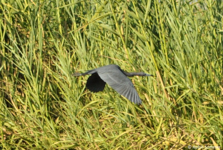 Blaureiher im Flug im Naturschutzgebiet in Monterrico