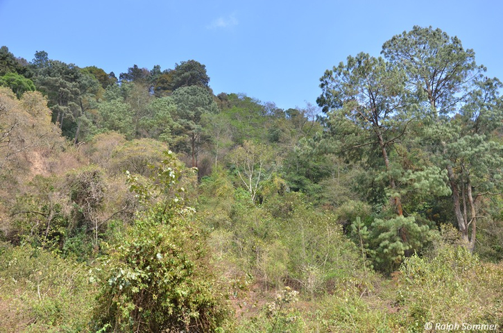gemischter Bergwald bei Santiago de Atitlán