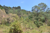 gemischter Bergwald bei Santiago de Atitlán