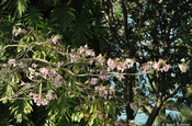 Fabaceae Blüten Nicaragua